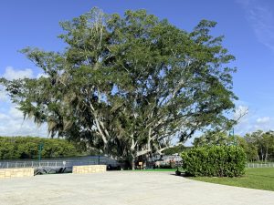 Grove Riverfront Port St. Lucie banyan tree and riverfront at The Port District