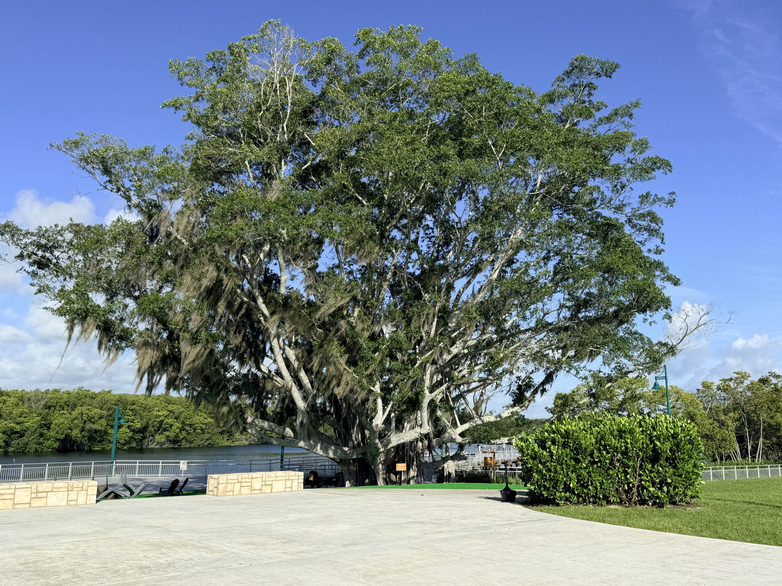 Grove Riverfront Port St. Lucie banyan tree and riverfront at The Port District